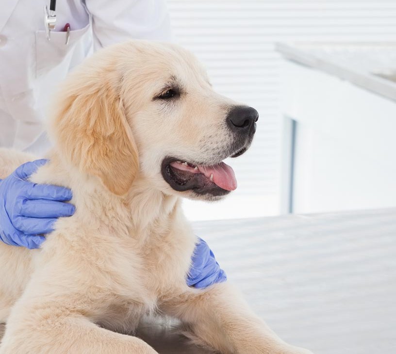 Animal Healthcare Market Analysis, Size, and Forecast 2026-2030: North America (US, Canada, and Mexico), Europe (Germany, UK, and France), APAC (China, Japan, and India), South America (Brazil, Argentina, and Colombia), Middle East and Africa (South Africa, Saudi Arabia, and Turkey), Asia, Rest of World (ROW)