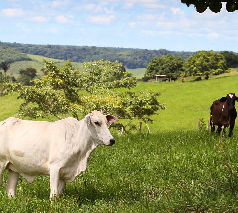 Grass-fed Beef Market Analysis, Size, and Forecast 2026-2030: North America (US, Canada, and Mexico), APAC (Australia, China, and India), Europe (Germany, UK, and France), South America (Brazil and Argentina), Middle East and Africa (South Africa, Saudi Arabia, and UAE), and Rest of World (ROW)
