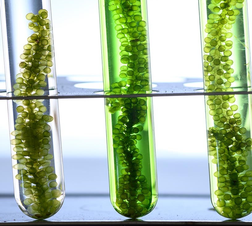 Marine Biotechnology Market Analysis, Size, and Forecast 2026-2030: North America (US, Canada, and Mexico), Europe (France, UK, and Germany), APAC (China, Japan, and South Korea), South America (Brazil, Argentina, and Colombia), Middle East and Africa (South Africa, Saudi Arabia, and UAE), Asia, Rest of World (ROW)