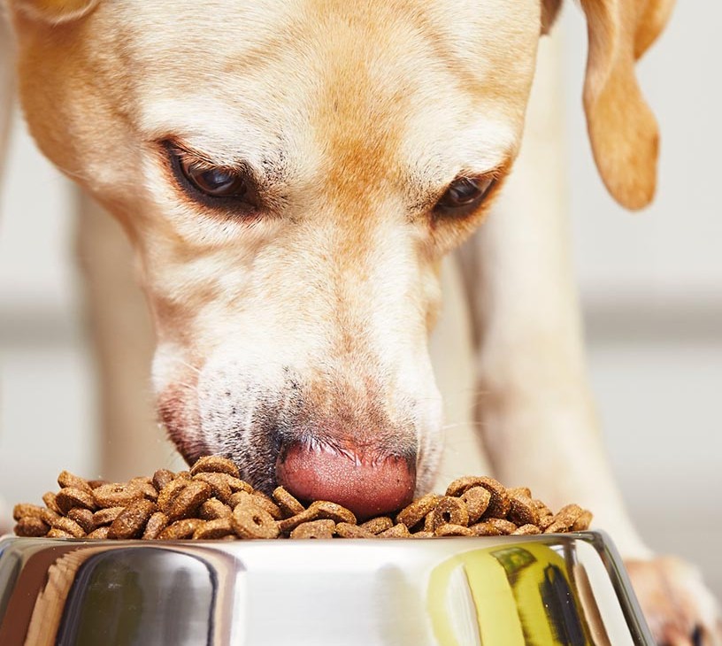 Pet Food Market Analysis, Size, and Forecast 2026-2030: North America (US, Canada, and Mexico), Europe (Germany, UK, and France), APAC (China, Japan, and India), South America (Brazil and Argentina), Middle East and Africa (UAE, South Africa, and Saudi Arabia), and Rest of World (ROW)