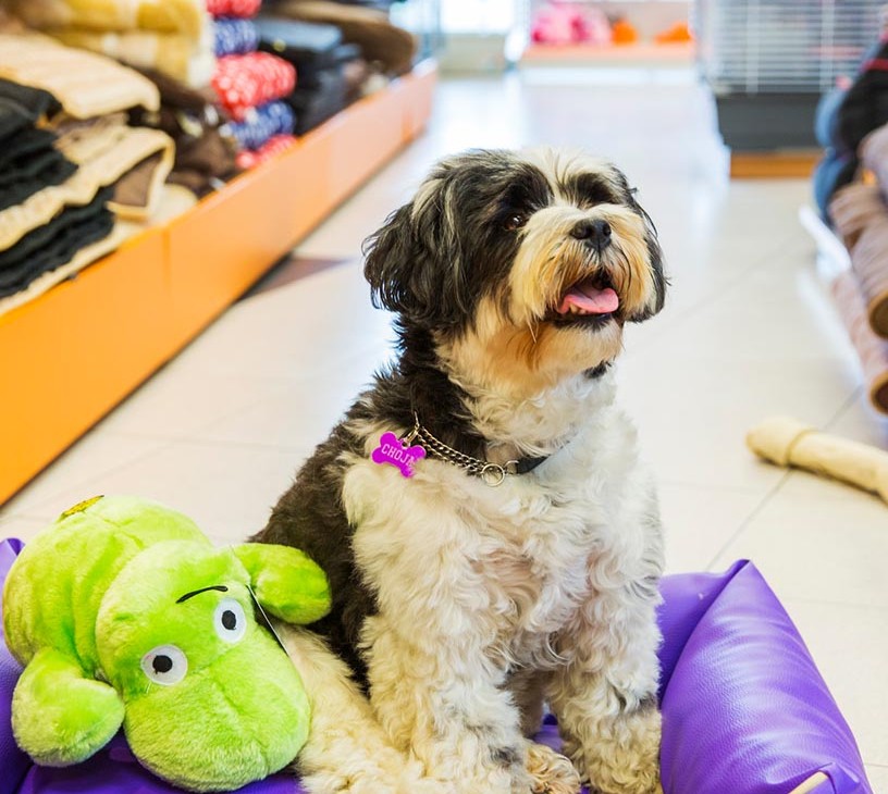 Pet Accessories Market Analysis, Size, and Forecast 2026-2030: North America (US, Canada, and Mexico), Europe (Germany, UK, and France), APAC (China, Japan, and India), South America (Brazil and Argentina), Middle East and Africa (South Africa, UAE, and Saudi Arabia), and Rest of World (ROW)