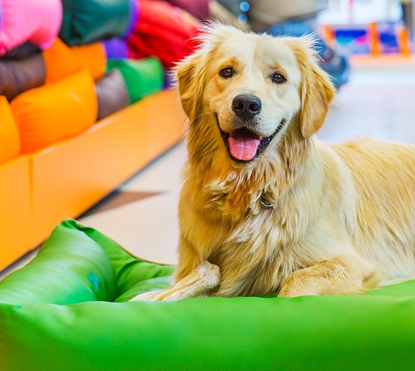 Pet Furniture Market Analysis, Size, and Forecast 2026-2030: North America (US, Canada, and Mexico), Europe (Germany, UK, and France), APAC (China, India, and Japan), South America (Brazil, Argentina, and Colombia), Middle East and Africa (UAE, Saudi Arabia, and South Africa), and Rest of World (ROW)