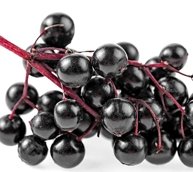 Elderberry Market Analysis, Size, and Forecast 2026-2030: Europe (Germany, UK, and France), North America (US, Canada, and Mexico), APAC (China, Japan, and India), South America (Brazil and Argentina), Middle East and Africa (Saudi Arabia, UAE, and South Africa), and Rest of World (ROW)