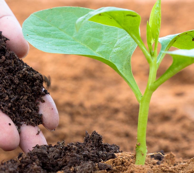Organic Fertilizers Market Analysis, Size, and Forecast 2026-2030: APAC (China, India, and Australia), Europe (Germany, Italy, and France), North America (US, Canada, and Mexico), South America (Brazil, Argentina, and Colombia), Middle East and Africa (UAE, Saudi Arabia, and South Africa), and Rest of World (ROW)