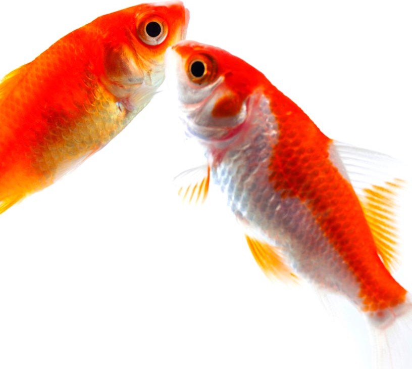 Aquatic Feed Ingredients And Products Market Analysis, Size, and Forecast 2026-2030: APAC (China, India, and Indonesia), Europe (UK, France, and Spain), North America (US, Canada, and Mexico), South America (Brazil and Argentina), Middle East and Africa (South Africa, Turkey, and Saudi Arabia), and Rest of World (ROW)