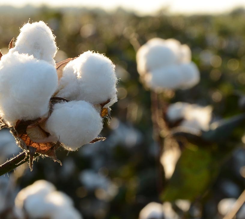 Cotton Market Analysis, Size, and Forecast 2026-2030: APAC (China, Japan, and India), Middle East and Africa (Turkey, South Africa, and UAE), North America (US, Canada, and Mexico), South America (Brazil, Argentina, and Colombia), Europe (Germany, UK, and France), and Rest of World (ROW)