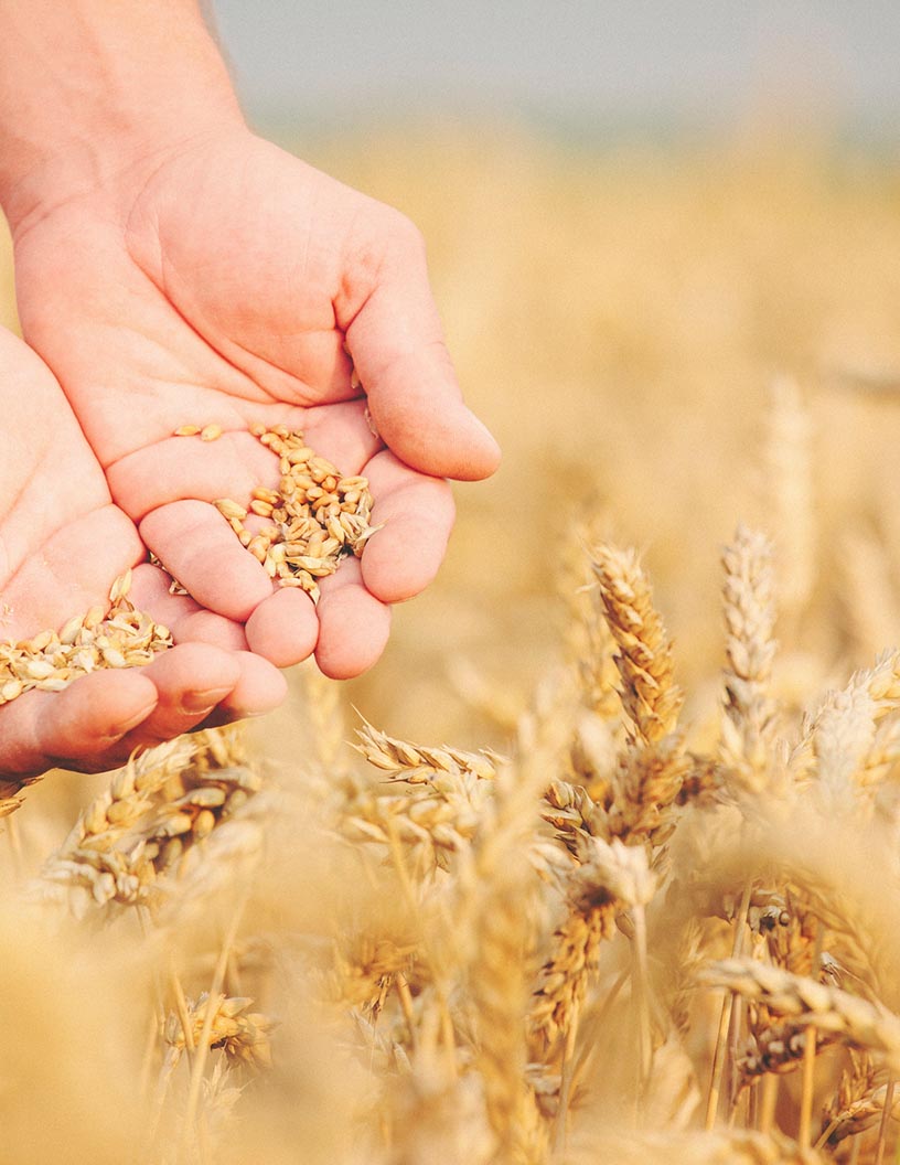 US Seeds Market Analysis, Size, and Forecast 2025-2029