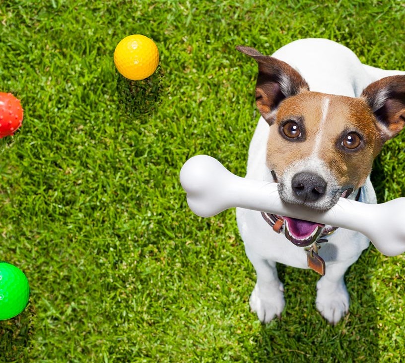 Pet Care Market Analysis, Size, and Forecast 2026-2030: North America (US, Canada, and Mexico), Europe (Germany, UK, and France), APAC (China, Japan, and India), Middle East and Africa (South Africa, Saudi Arabia, and UAE), South America (Brazil and Argentina), and Rest of World (ROW)