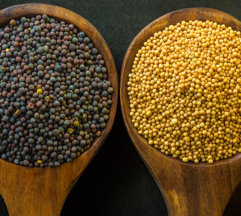 Oilseeds Market Analysis, Size, and Forecast 2026-2030: North America (US, Canada, and Mexico), APAC (China, India, and Indonesia), Europe (Germany, France, and UK), South America (Brazil and Argentina), Middle East and Africa (South Africa, Israel, and Turkey), and Rest of World (ROW)