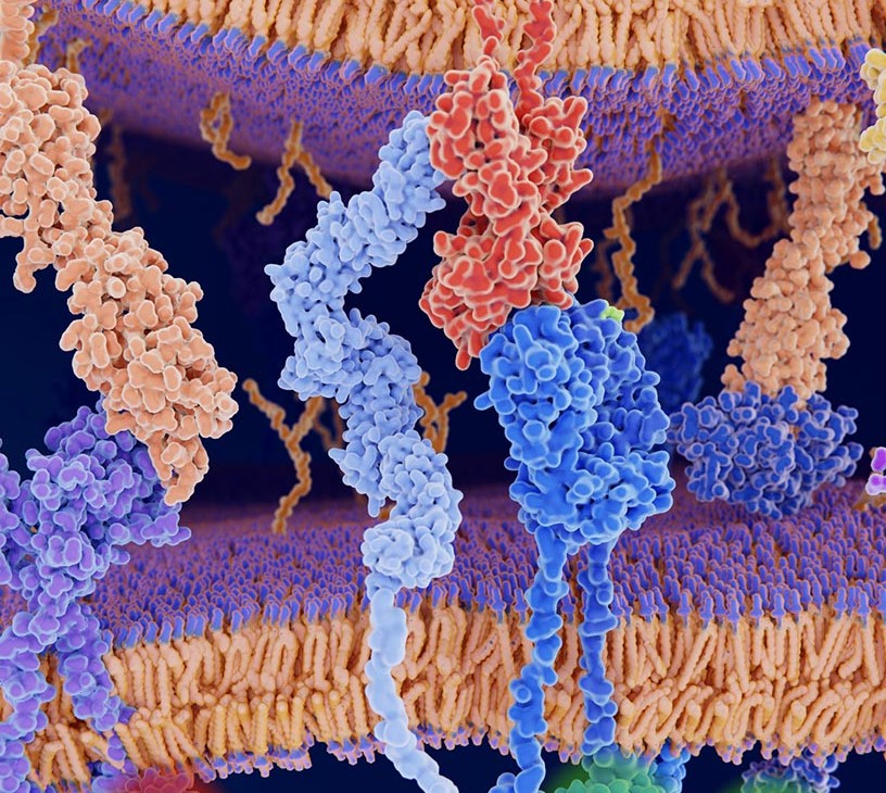 CTLA4 Inhibitors Market Analysis, Size, and Forecast 2026-2030: North America (US, Canada, and Mexico), Europe (Germany, UK, and France), APAC (China, Japan, and India), South America (Brazil, Argentina, and Colombia), Middle East and Africa (Saudi Arabia, UAE, and Turkey), Asia, Rest of World (ROW)