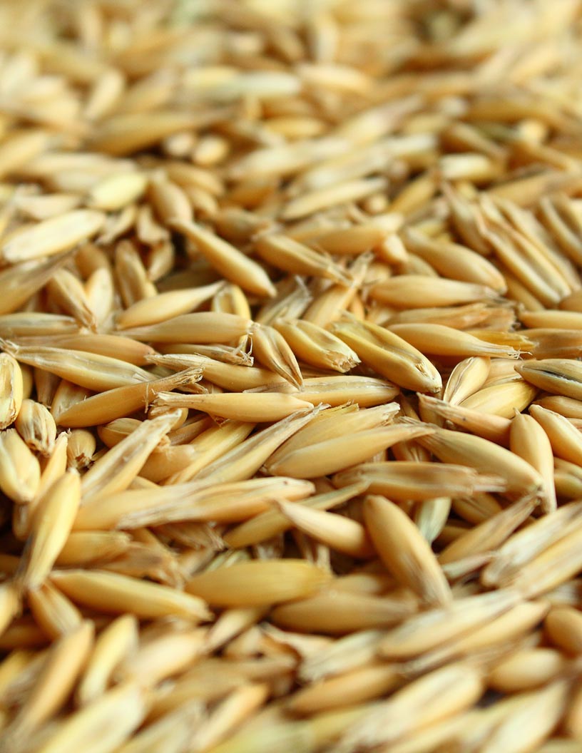 UK Forage Seed Market Size, Growth Analysis and Forecast Report 2025-2029