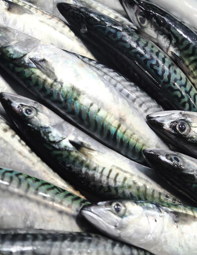 Mackerel Market Analysis, Size, and Forecast 2025-2029 : APAC (India, China, Japan, South Korea, Australia, and Indonesia), Europe (Germany, UK, France, Italy, Spain, and The Netherlands), North America (US, Canada, and Mexico), South America (Brazil, Argentina, and Chile), Middle East and Africa (South Africa, UAE, and Egypt), and Rest of World (ROW)