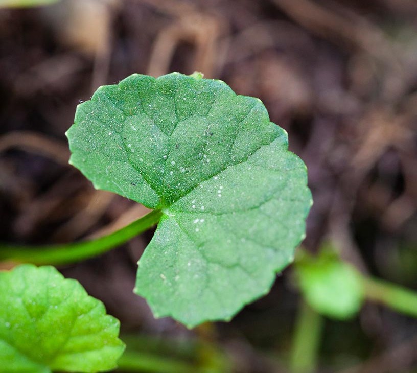 Brahmi Market: Segmentation by Geography