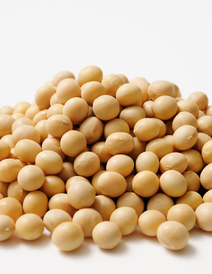 Organic Soy Protein Market Analysis, Size, and Forecast 2025-2029: North America (US, Canada, and Mexico), Europe (Germany, UK, and France), APAC (China, India, and Japan), South America (Brazil and Argentina), Middle East and Africa (South Africa, Saudi Arabia, and UAE), and Rest of World (ROW)