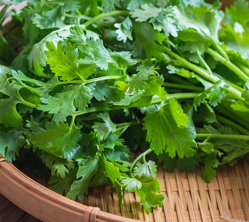 Coriander Oil Market Analysis, Size, and Forecast 2026-2030: Europe (Germany, France, and UK), North America (US, Canada, and Mexico), APAC (India, China, and Japan), South America (Brazil, Argentina, and Colombia), Middle East and Africa (Turkey, South Africa, and UAE), and Rest of World (ROW)