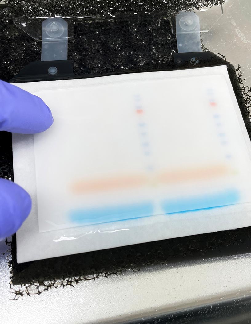 Polyvinylidene Fluoride (PVDF) Market Analysis, Size, and Forecast 2025-2029 : APAC (China, India, Japan, South Korea, Australia, and Indonesia), North America (US, Canada, and Mexico), Europe (Germany, UK, France, Italy, The Netherlands, and Spain), Middle East and Africa (UAE, South Africa, and Turkey), South America (Brazil, Argentina, and Colombia), and Rest of World (ROW)