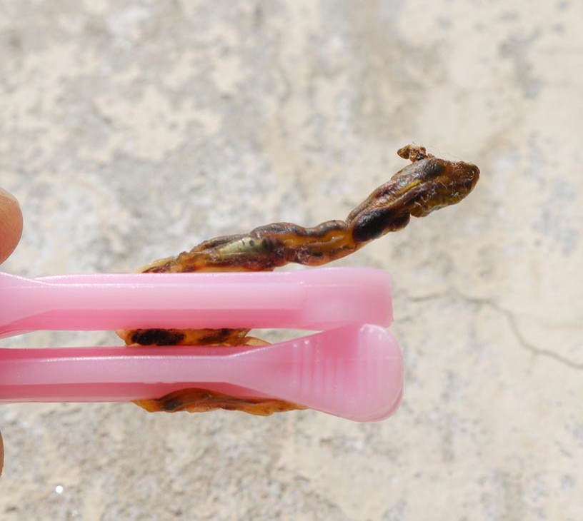 Stem Cell Umbilical Cord Blood (UCB) Market Analysis, Size, and Forecast 2026-2030: North America (US, Canada, and Mexico), APAC (China, India, and Japan), Europe (Germany, UK, and France), South America (Brazil), Middle East and Africa (South Africa, UAE, and Saudi Arabia), Asia, Rest of World (ROW)