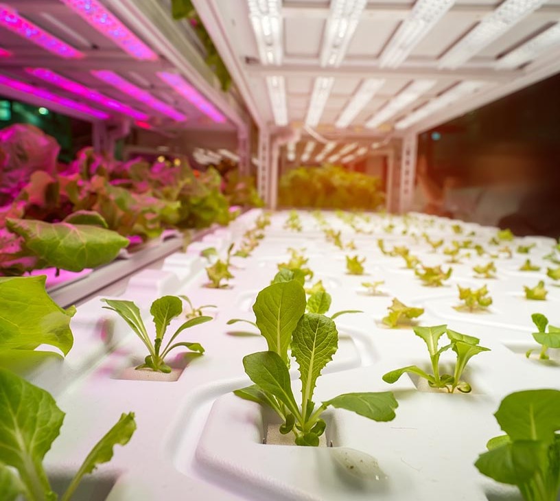 Grow Light Market Analysis, Size, and Forecast 2026-2030: Europe (Germany, The Netherlands, and UK), North America (US, Canada, and Mexico), APAC (China, Japan, and India), Middle East and Africa (Saudi Arabia, South Africa, and UAE), South America (Brazil and Argentina), and Rest of World (ROW)