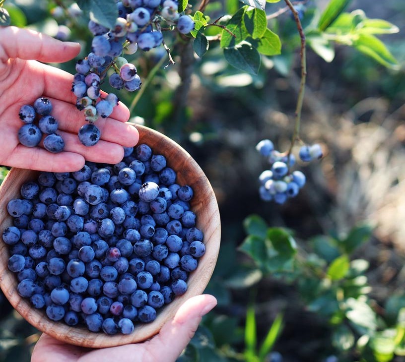 Blueberry Market Analysis, Size, and Forecast 2026-2030: North America (US, Canada, and Mexico), Europe (Germany, UK, and Spain), APAC (China, Japan, and South Korea), South America (Brazil), Middle East and Africa (UAE, South Africa, and Saudi Arabia), and Rest of World (ROW)