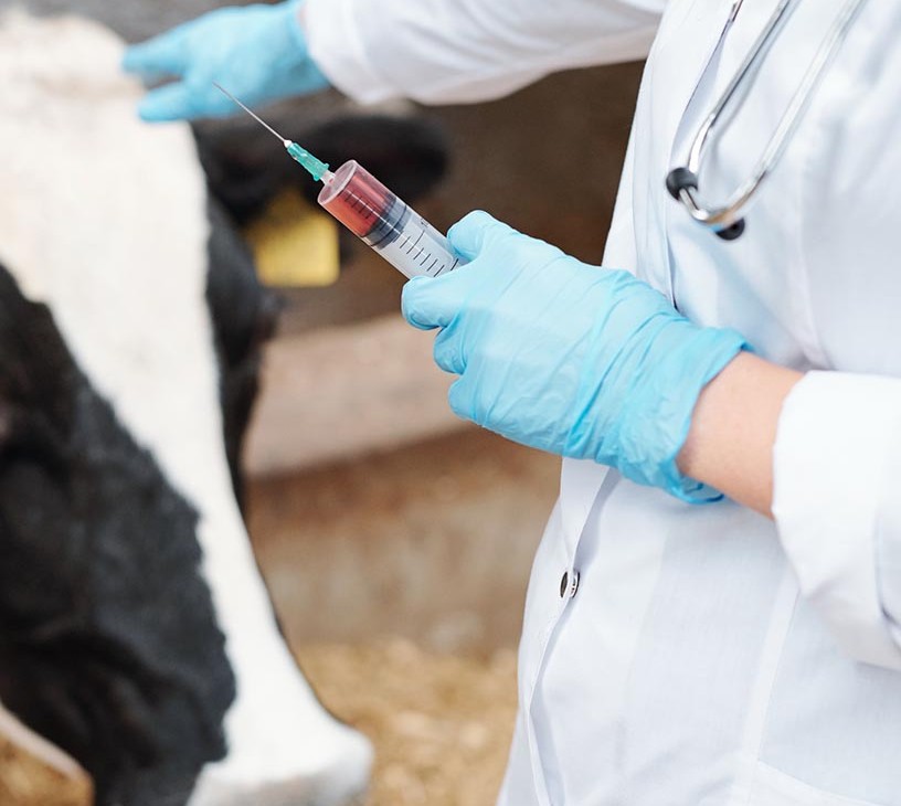 Veterinary Artificial Insemination Market Analysis, Size, and Forecast 2026-2030: North America (US, Canada, and Mexico), Europe (Germany, UK, and France), APAC (China, Japan, and India), Middle East and Africa (UAE, South Africa, and Saudi Arabia), South America (Brazil), Asia, Rest of World (ROW)