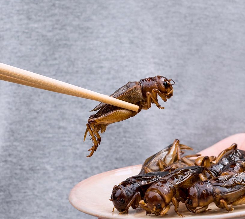 Insect Protein Market Analysis, Size, and Forecast 2026-2030: Europe (Germany, UK, and France), North America (US, Canada, and Mexico), APAC (China, Japan, and India), Middle East and Africa (Saudi Arabia, UAE, and South Africa), South America (Brazil, Argentina, and Colombia), and Rest of World (ROW)