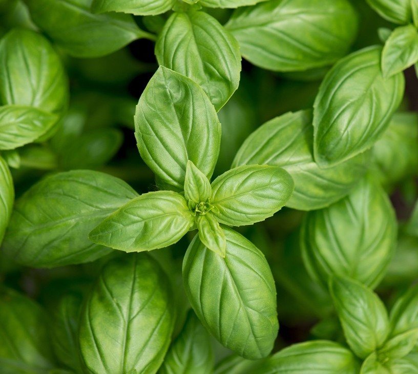 Basil Leaves Market Analysis, Size, and Forecast 2026-2030: Europe (Italy, Spain, and France), North America (US, Canada, and Mexico), APAC (India, China, and Australia), South America (Brazil, Colombia, and Argentina), Middle East and Africa (South Africa, Saudi Arabia, and UAE), and Rest of World (ROW)