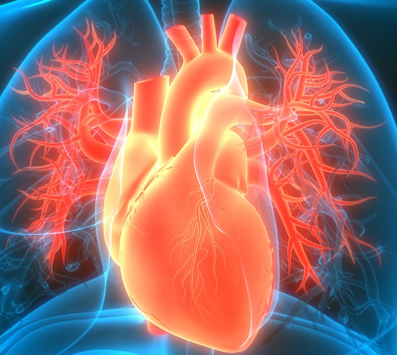 Cardiovascular And Soft Tissue Repair Patches Market Analysis, Size, and Forecast 2026-2030: North America (US, Canada, and Mexico), Europe (Germany, UK, and France), APAC (China, India, and Japan), South America (Brazil, Argentina, and Colombia), Middle East and Africa (Saudi Arabia, South Africa, and Turkey), Asia, Rest of World (ROW)