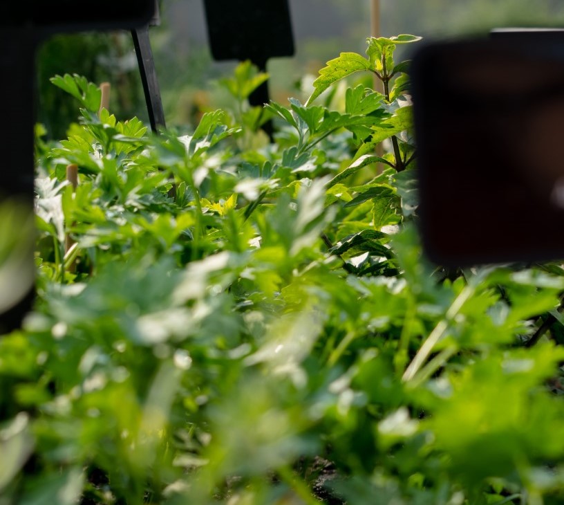 Agriculture Sensing And Monitoring Devices Market Analysis, Size, and Forecast 2026-2030: North America (US, Canada, and Mexico), Europe (Germany, UK, and France), APAC (China, Japan, and India), South America (Brazil, Argentina, and Colombia), Middle East and Africa (Saudi Arabia, UAE, and South Africa), and Rest of World (ROW)