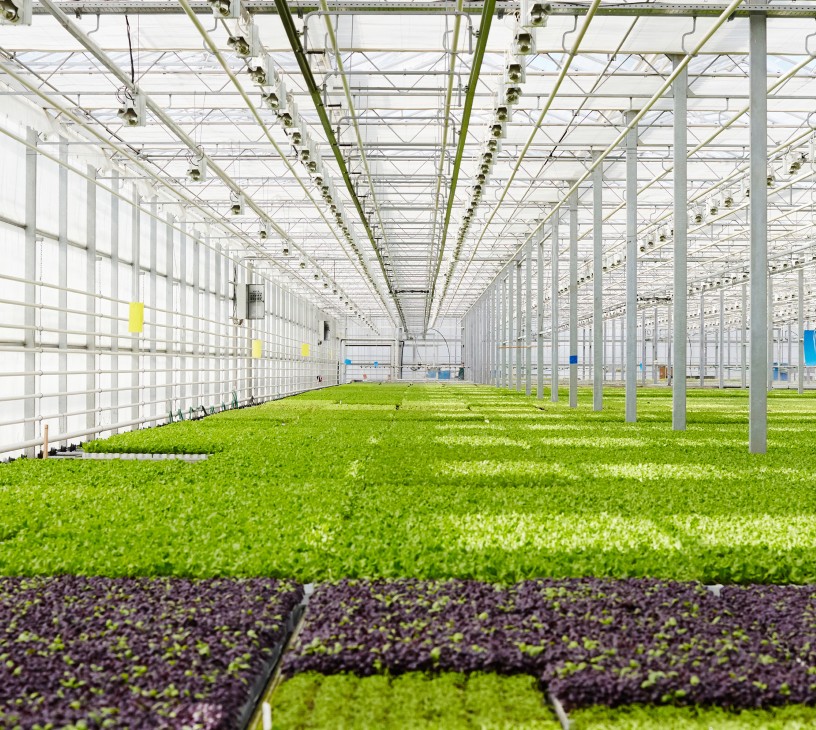 Horticulture Lighting Market Analysis, Size, and Forecast 2025-2029: North America (US, Canada, and Mexico), Europe (Germany, UK, and The Netherlands), APAC (China, Japan, and South Korea), South America (Brazil, Colombia, and Argentina), Middle East and Africa (UAE, Saudi Arabia, and South Africa), and Rest of World (ROW)