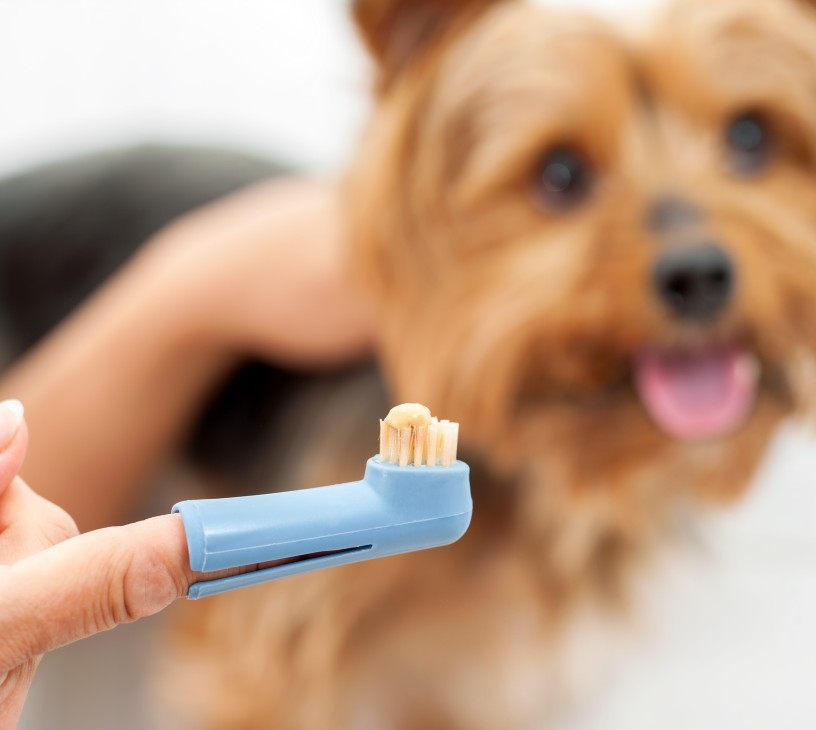 Pet Toothpaste Market Analysis, Size, and Forecast 2026-2030: North America (US, Canada, and Mexico), APAC (China, Japan, and India), Europe (Germany, UK, and France), South America (Brazil, Argentina, and Colombia), Middle East and Africa (Saudi Arabia, UAE, and South Africa), and Rest of World (ROW)