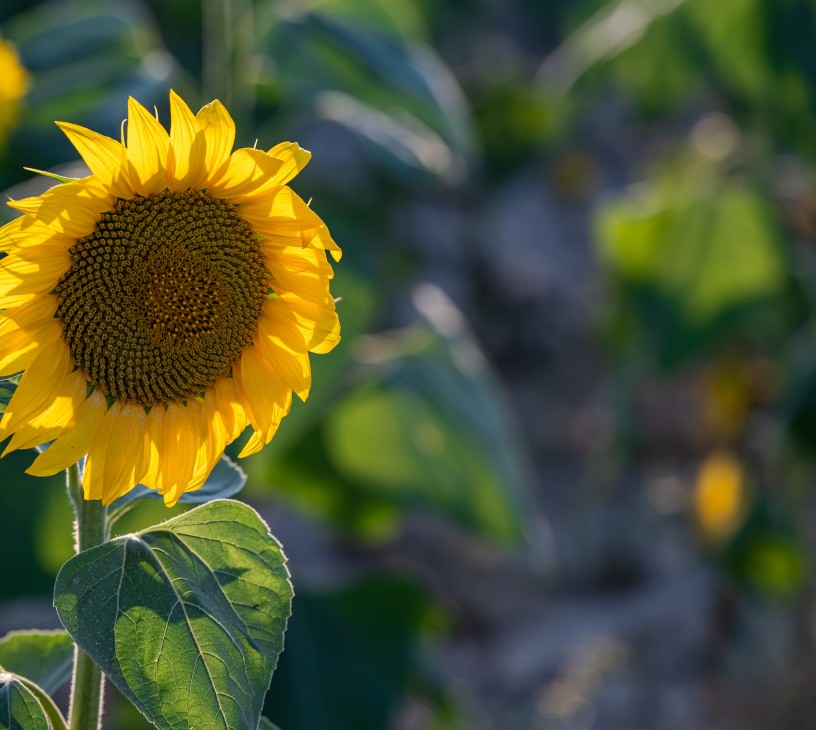 Helianthus Annuus Sunflower Market Analysis, Size, and Forecast 2026-2030: Europe (Spain, France, and Germany), North America (US, Canada, and Mexico), APAC (China and India), South America (Argentina, Brazil, and Colombia), Middle East and Africa (Turkey, South Africa, and Saudi Arabia), and Rest of World (ROW)