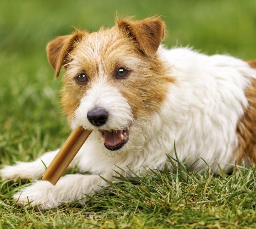 Dog Dental Chews Market Analysis, Size, and Forecast 2026-2030: North America (US, Canada, and Mexico), Europe (Germany, UK, and France), APAC (China, India, and Japan), South America (Brazil, Argentina, and Colombia), Middle East and Africa (South Africa, UAE, and Saudi Arabia), and Rest of World (ROW)