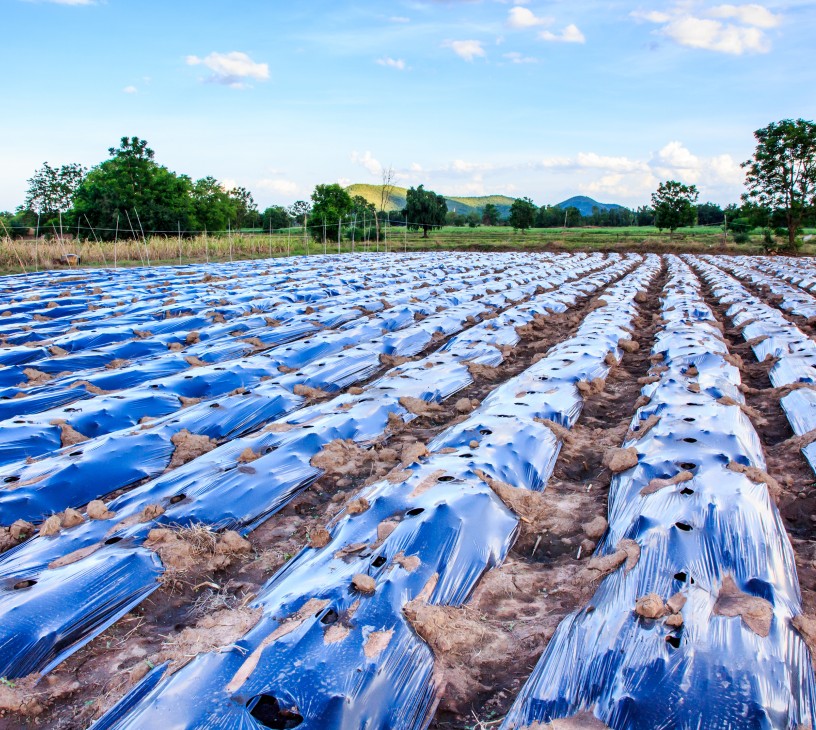 Agricultural Mulch Films Market Analysis, Size, and Forecast 2026-2030: APAC (China, India, and Japan), Europe (Germany, UK, and France), North America (US, Canada, and Mexico), South America (Brazil, Argentina, and Colombia), Middle East and Africa (South Africa, Israel, and Turkey), and Rest of World (ROW)