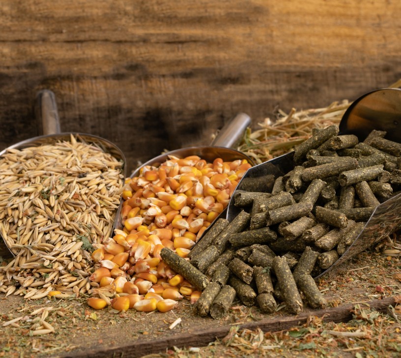 Sustainable Animal Nutrition And Feed Additives Market Analysis, Size, and Forecast 2026-2030: APAC (China, India, and Japan), Europe (Germany, Spain, and France), North America (US, Canada, and Mexico), South America (Brazil and Argentina), Middle East and Africa (South Africa, Saudi Arabia, and Turkey), and Rest of World (ROW)
