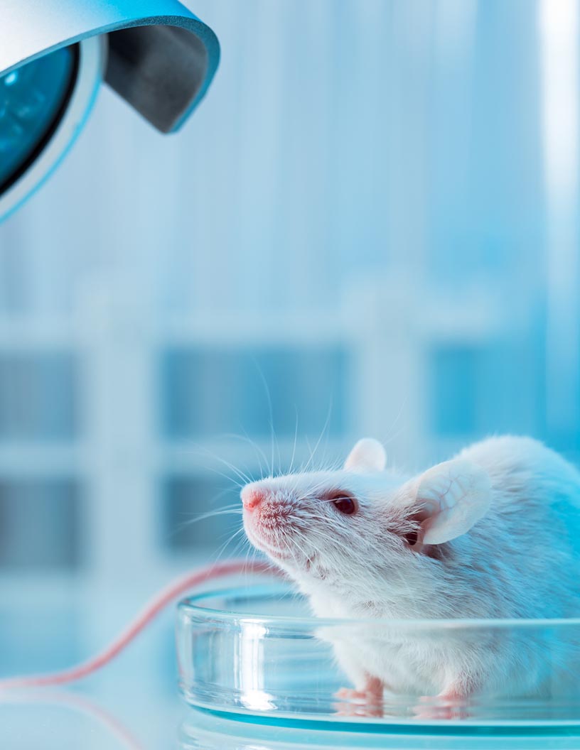 Global Animal Genetics Market 2024-2028