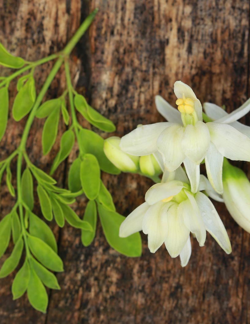 Global Moringa Products Market 2024-2028