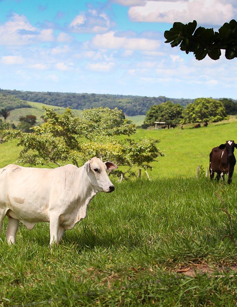 Global Grass-Fed Beef Market 2025-2029