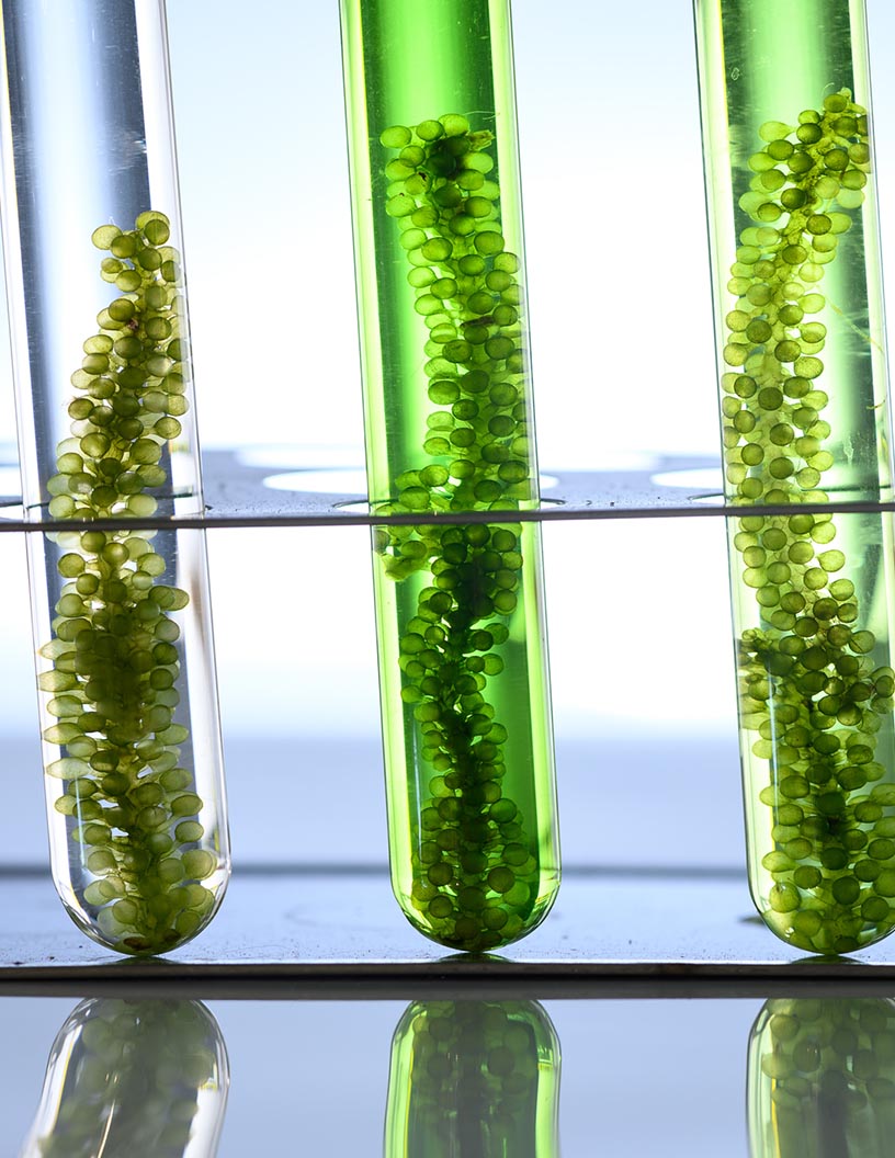 Global Marine Biotechnology Market 2025-2029