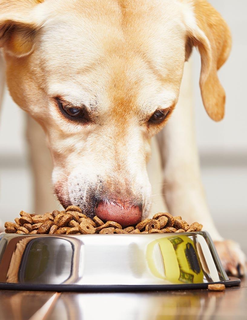 Global Pet Food Market 2025-2029