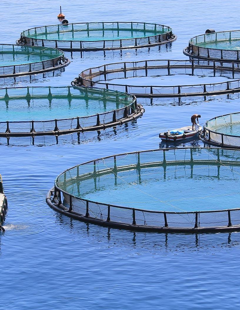 Global Aquaculture Market 2025-2029