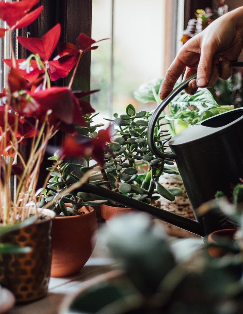 Global Flower And Ornamental Plants Market 2025-2029