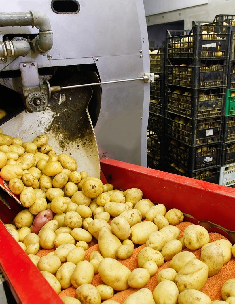 Global Processed Potatoes Market 2025-2029