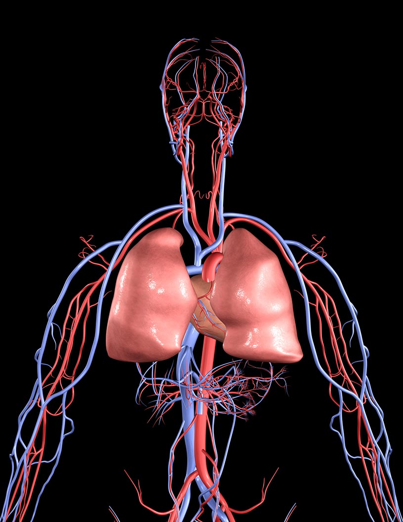 Global Heart-Lung Machines Market 2024-2028