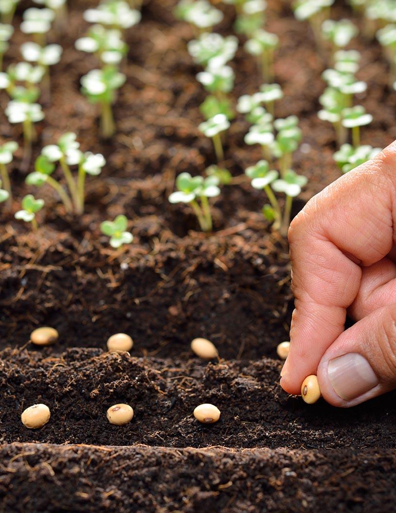 Global Seeds Market 2025-2029