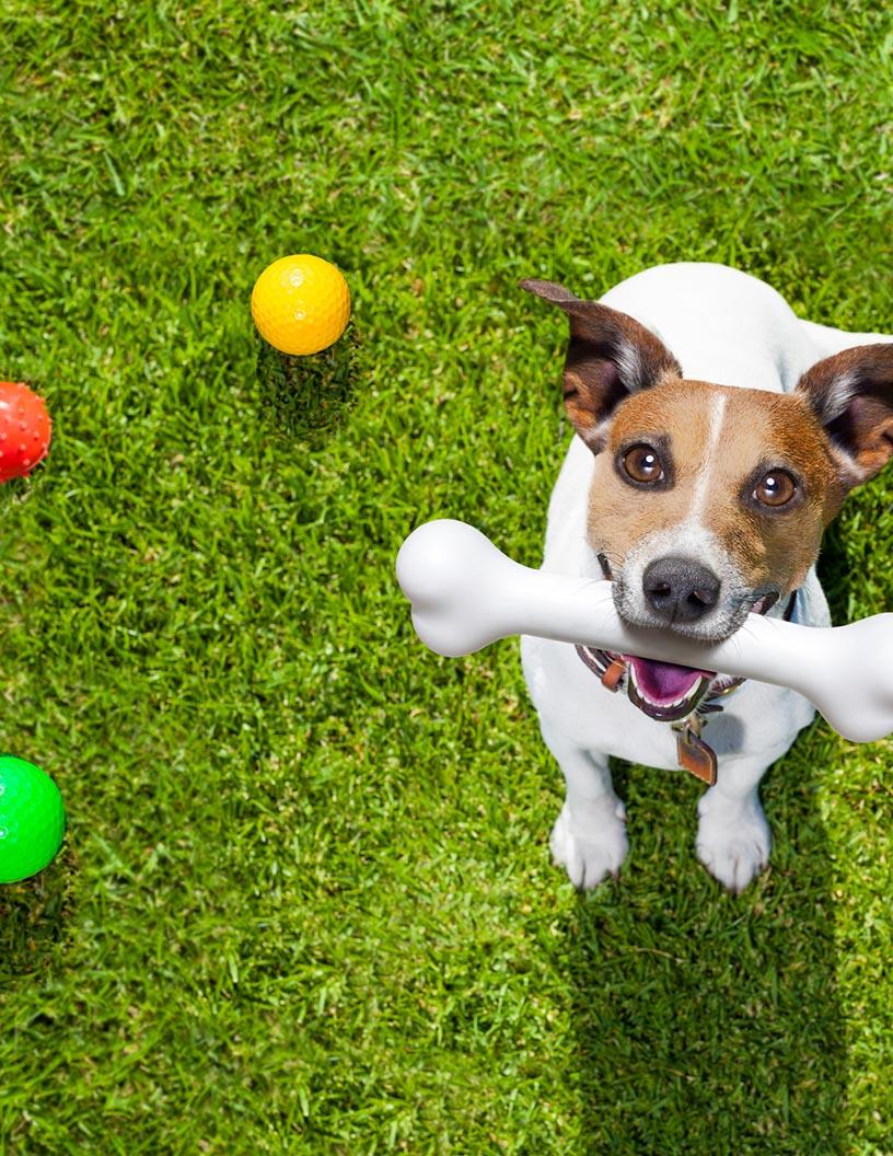 Global pet care market 2024-2028