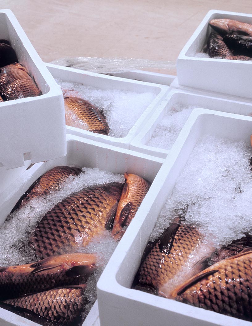 Global fish box market 2024-2028