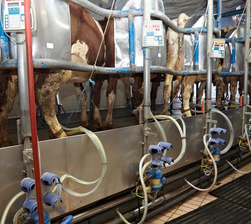 Global Automated Feeding Systems Market 2025-2029