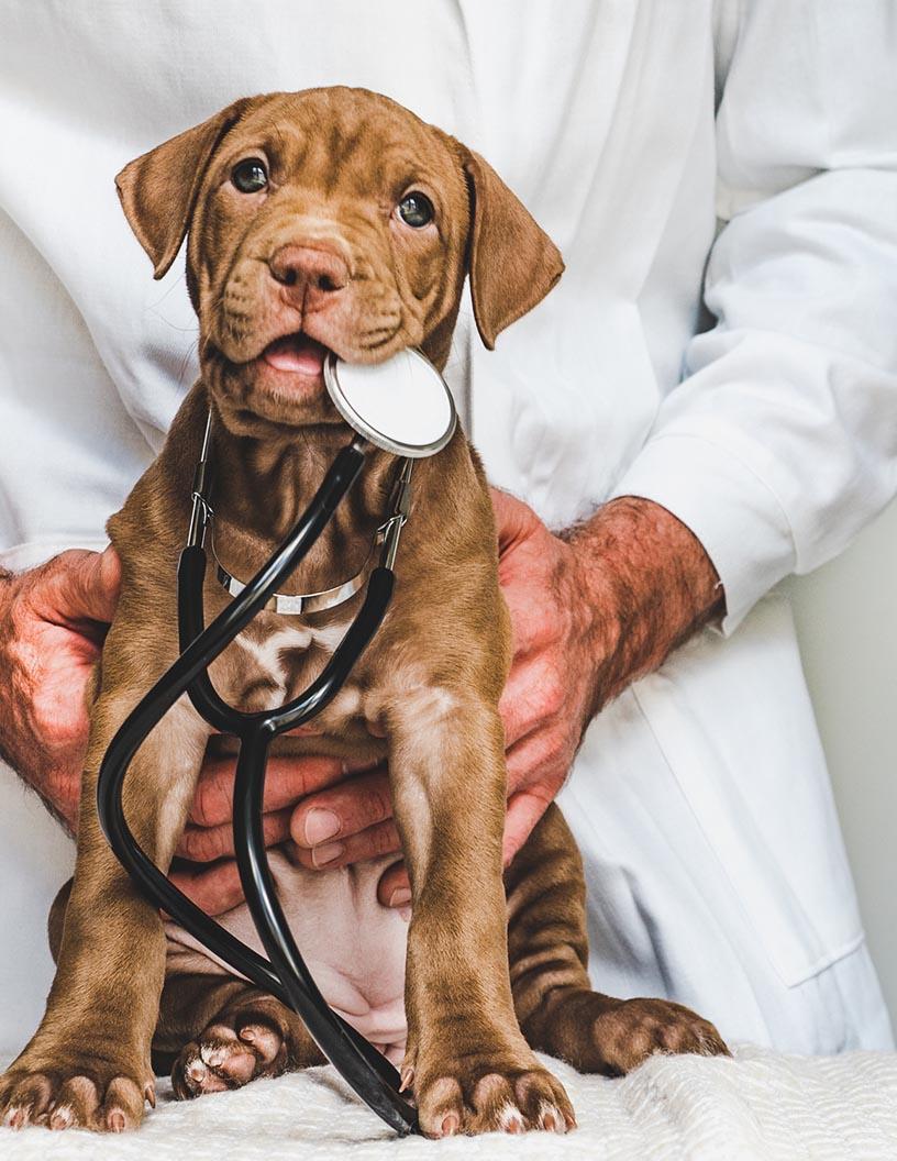 Global Canine Atopic Dermatitis Market 2024-2028