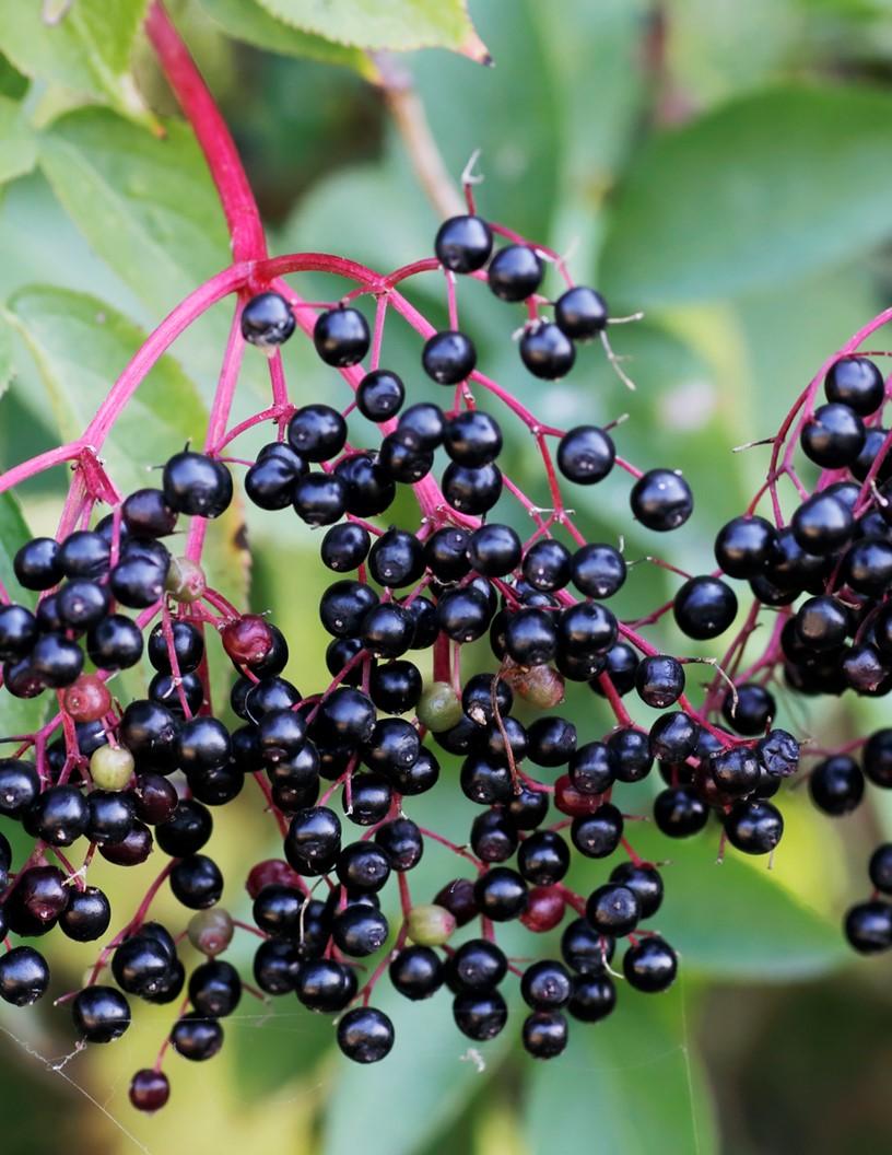 Elderberry Market in US 2024-2028