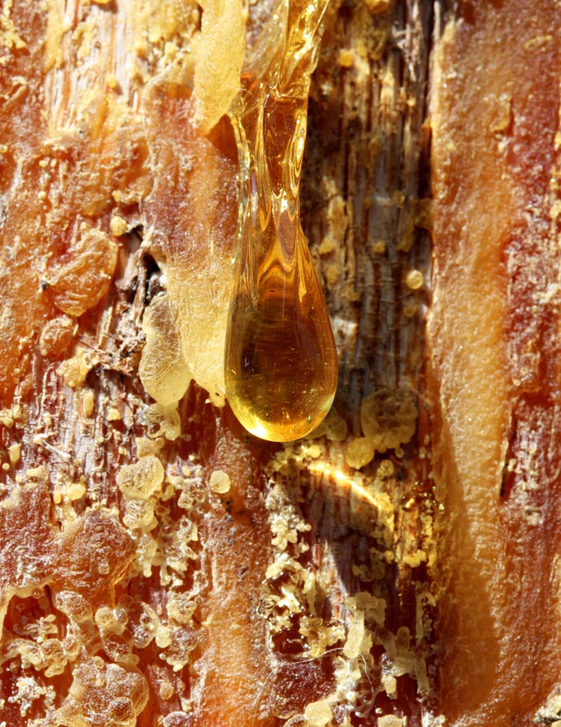 Global ester gum market 2024-2028